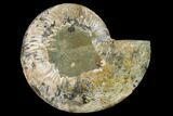 Agatized Ammonite Fossil (Half) - Madagascar #144115-1